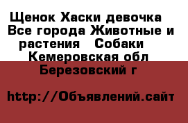 Щенок Хаски девочка - Все города Животные и растения » Собаки   . Кемеровская обл.,Березовский г.